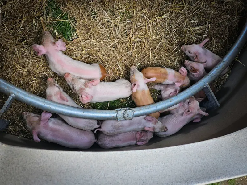 Piglets in the ring