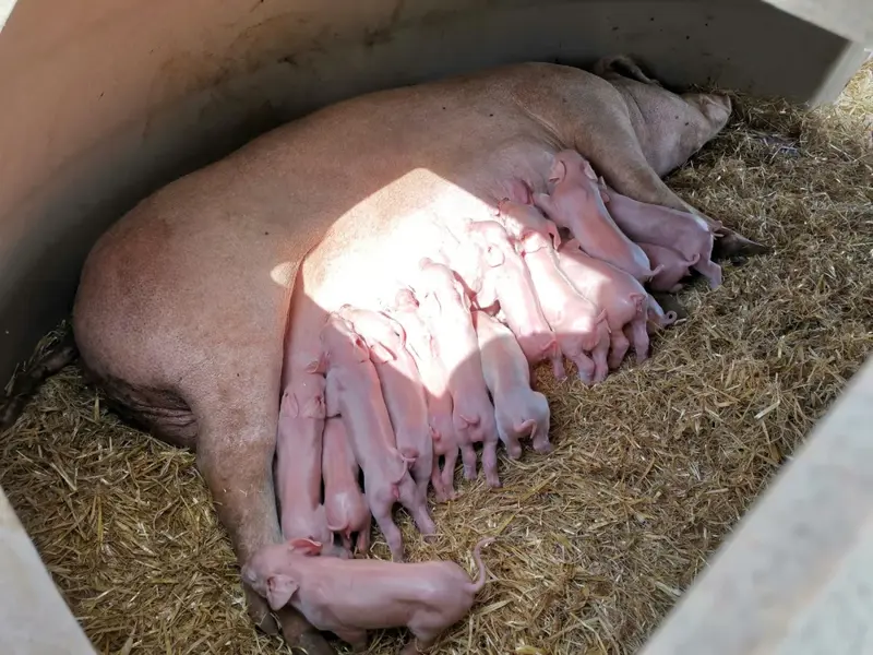 Sow and piglets