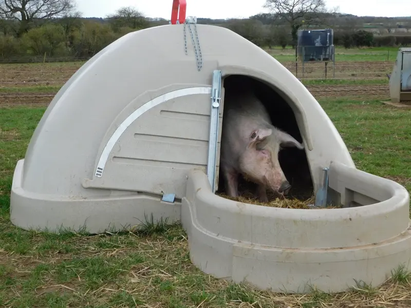 Pig in a quad farrowing hut