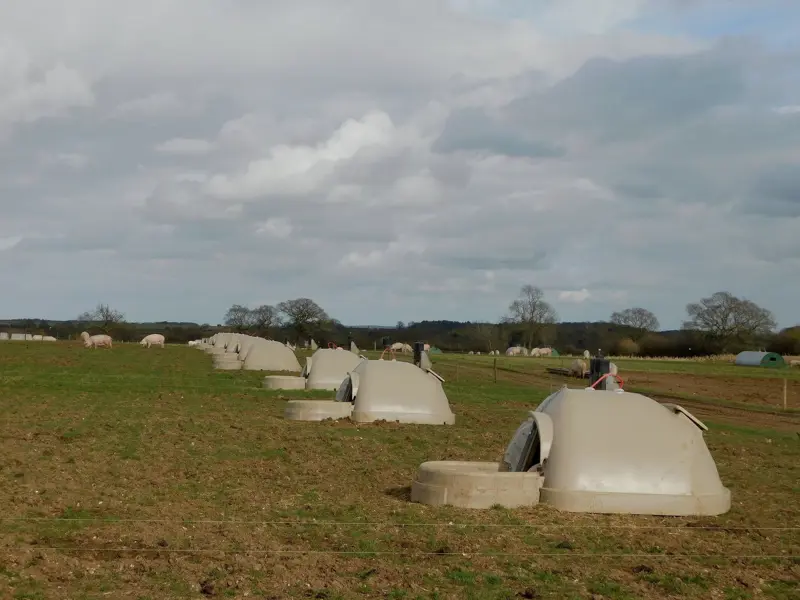 Farrowing huts in a field