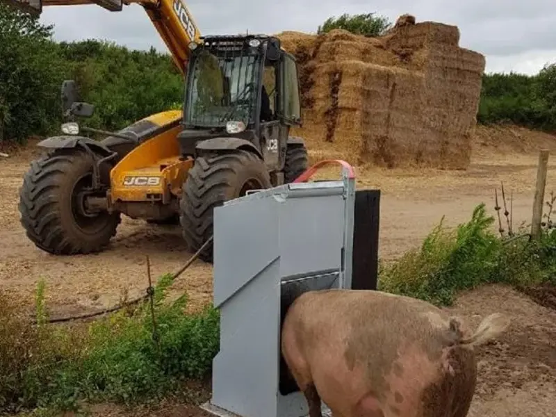 Pig with head in feeder