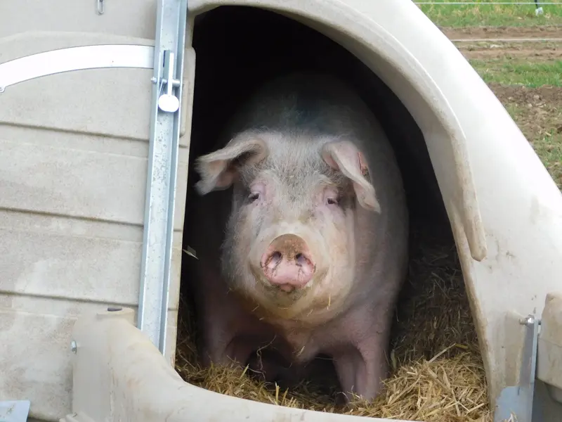 Pig looking out of quad farrowing hut