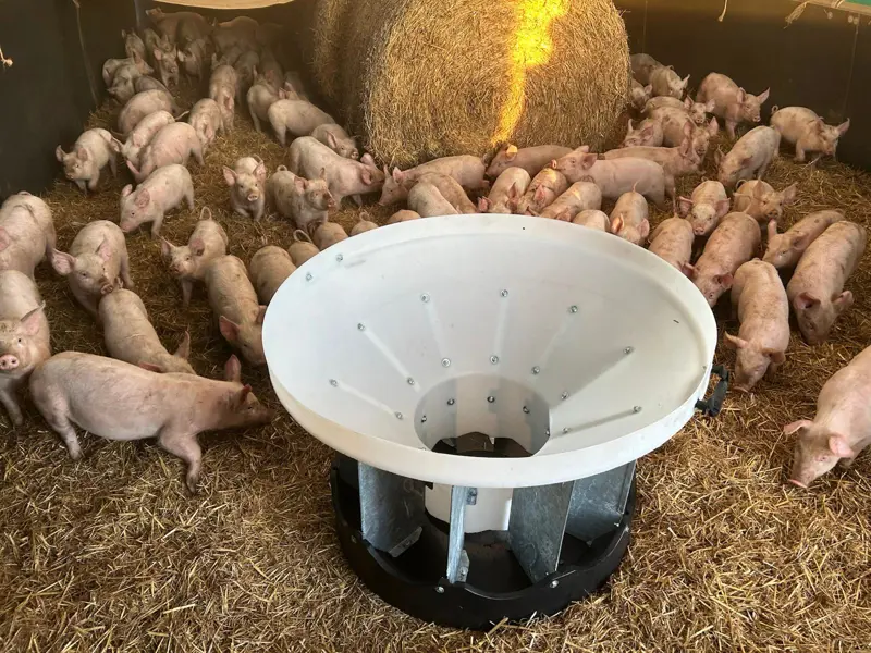 View of feeder and piglets from above