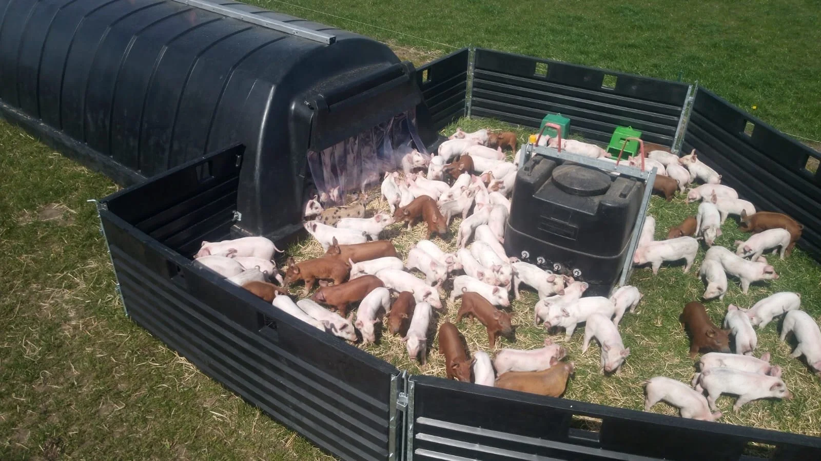 6m Hut in use with our hurdles for smalls