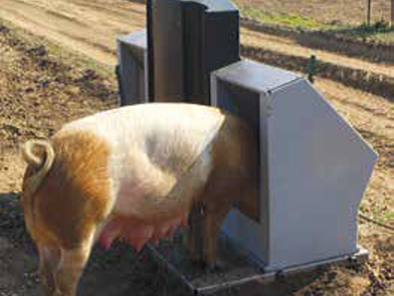 Pig with head in farrow feeder