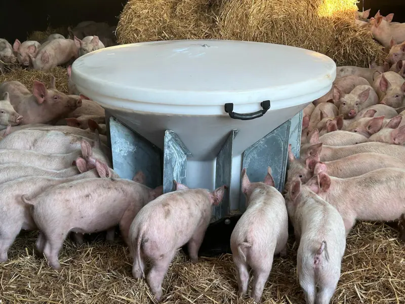 Weaner feeder and piglets