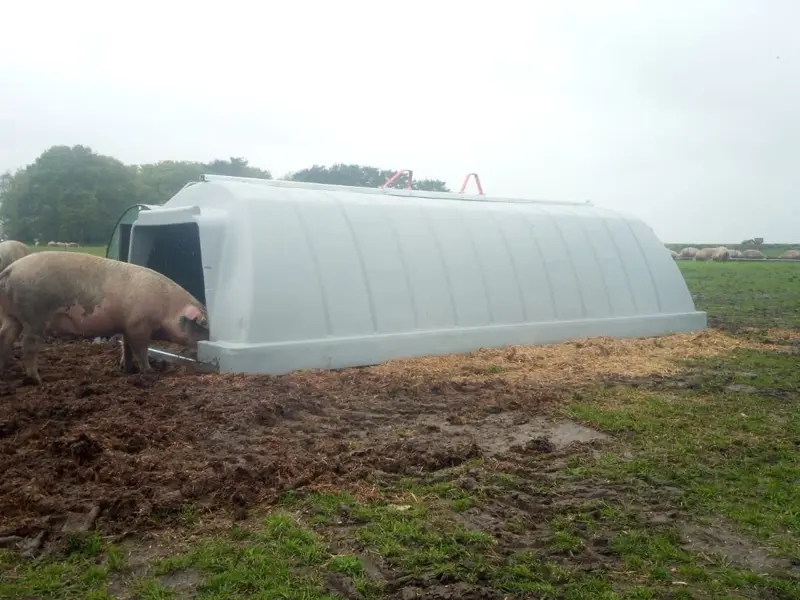 View of hut from outside with pigs