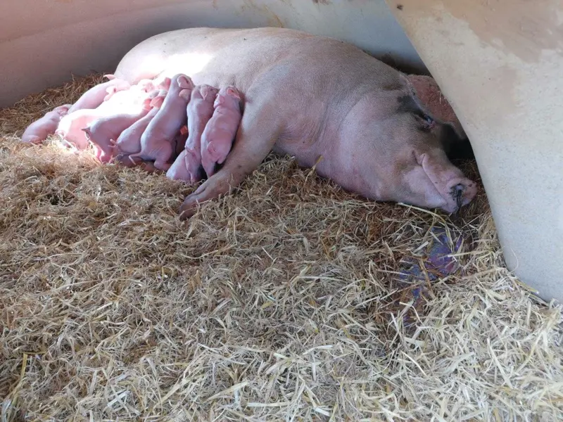 The round shape of the Aardvark complements the sows shape keeping her in the middle of the hut giving the piglets 360 degrees of safety.