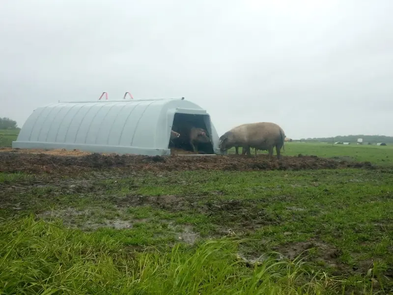 View of hut from outside with pig