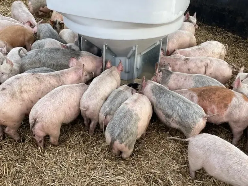 Grower feeder with pigs