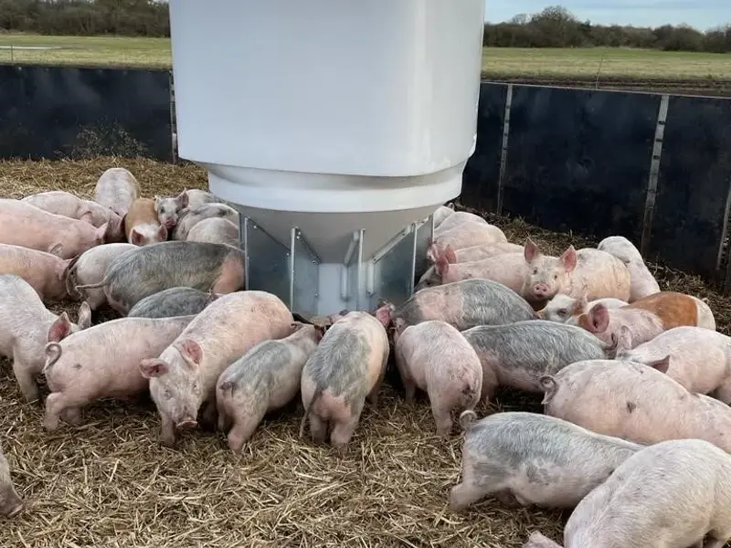 Grower feeder with pigs